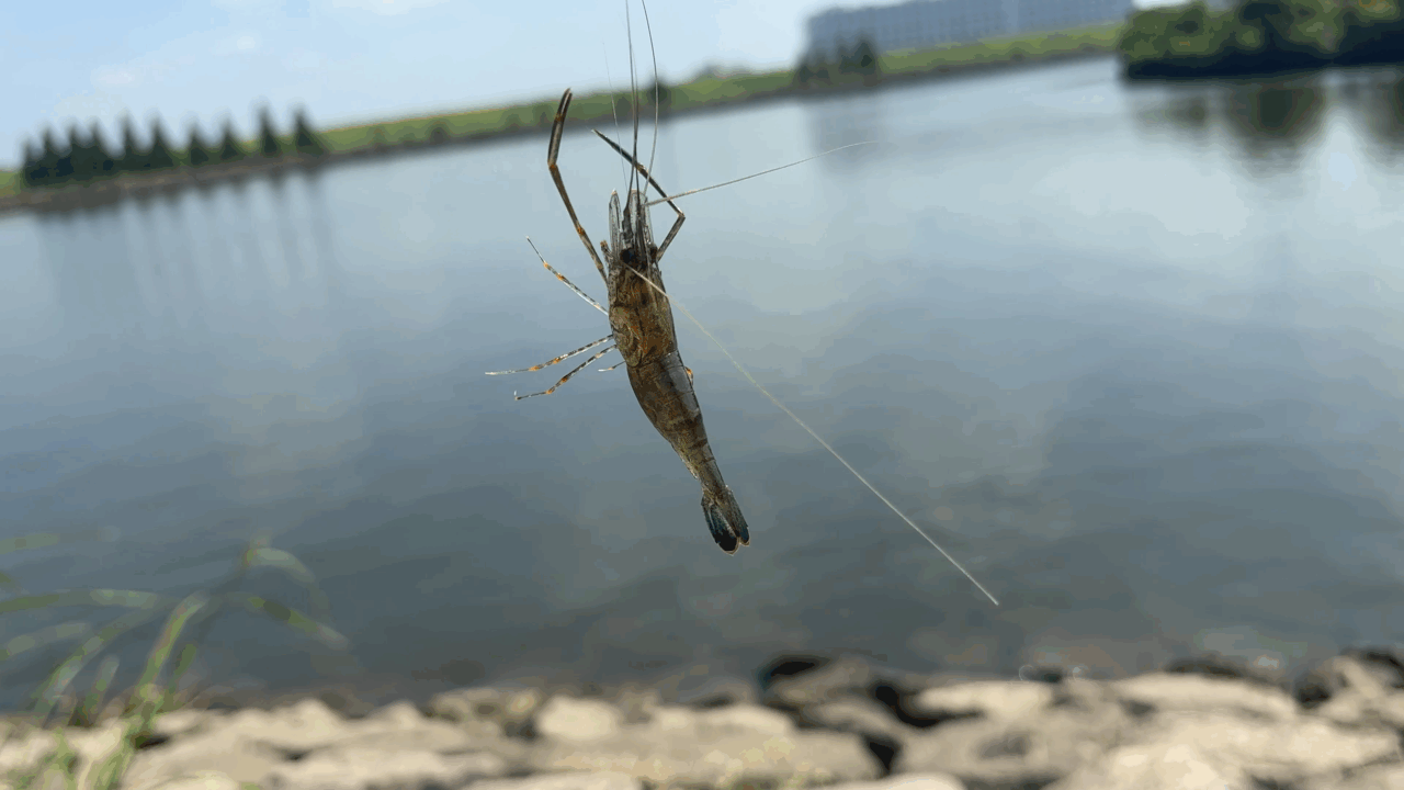 東京に流れる川でエビを釣る
